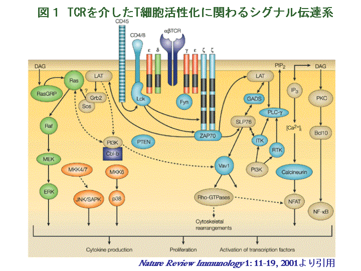 樹状細胞 : 基礎から臨床へ 樹状細胞による抗原提示 | 分子生物学分野